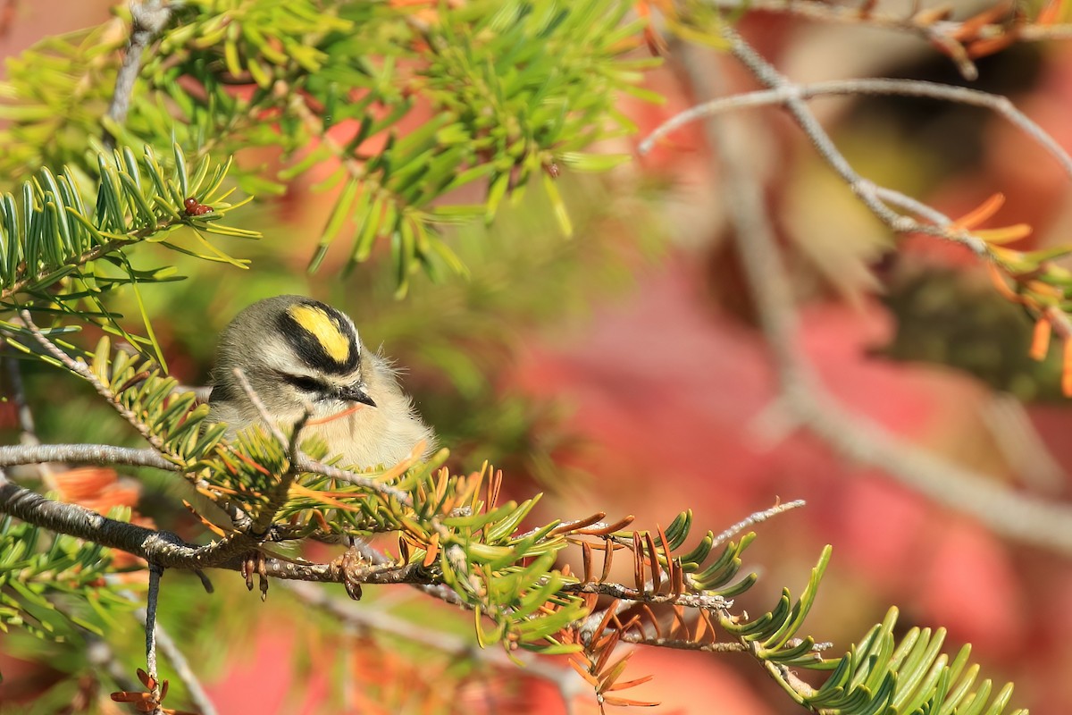 Golden-crowned Kinglet - ML491858641