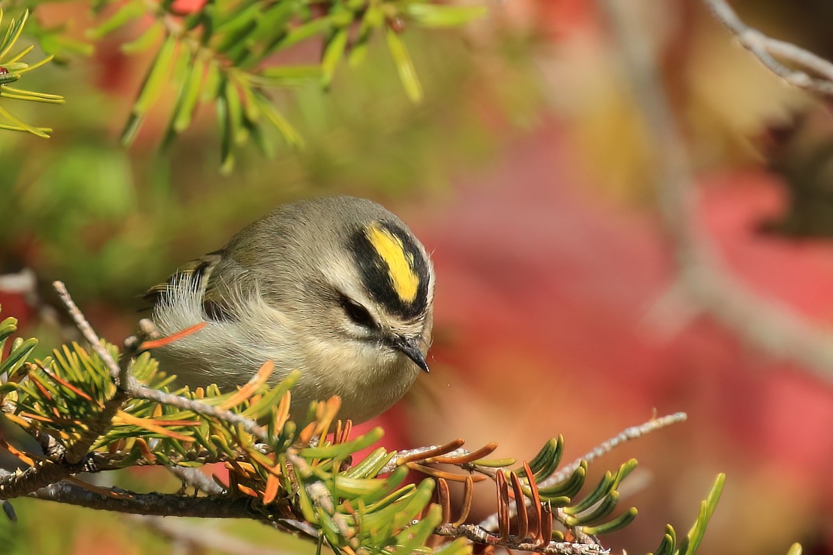 Golden-crowned Kinglet - ML491858661