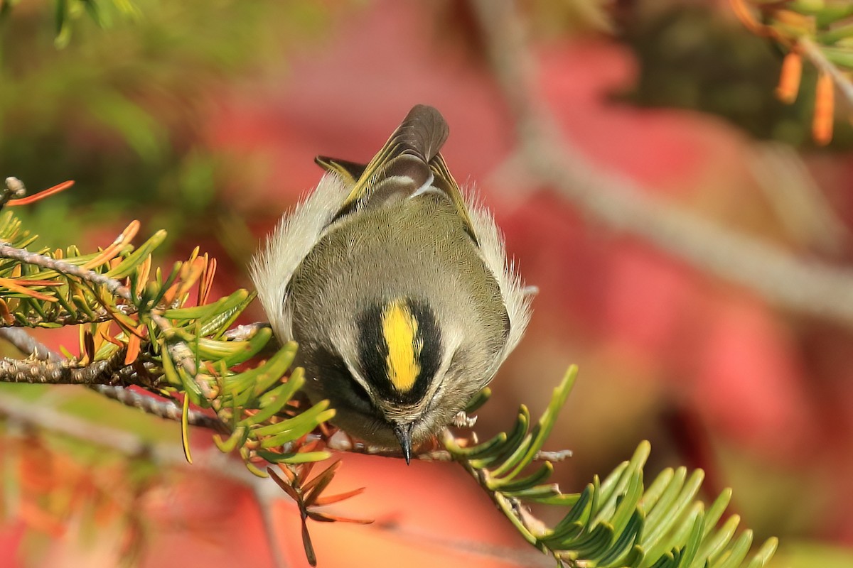 Golden-crowned Kinglet - ML491858671