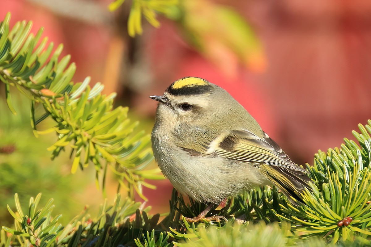 Golden-crowned Kinglet - ML491858681