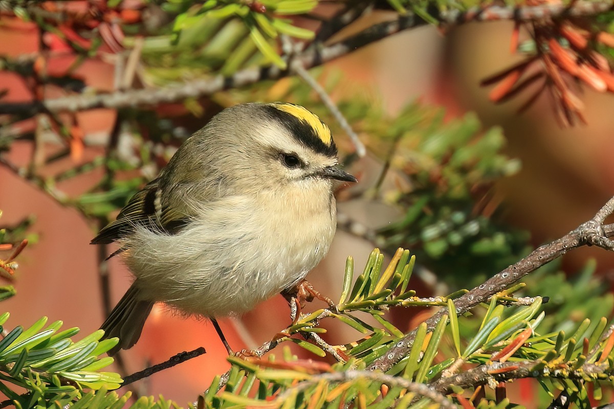 Golden-crowned Kinglet - ML491858691
