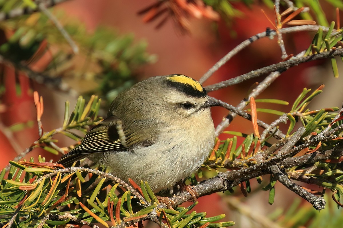 Golden-crowned Kinglet - ML491858701