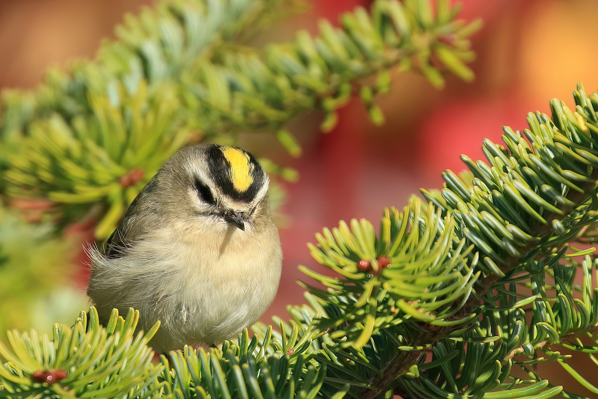 Golden-crowned Kinglet - ML491858711