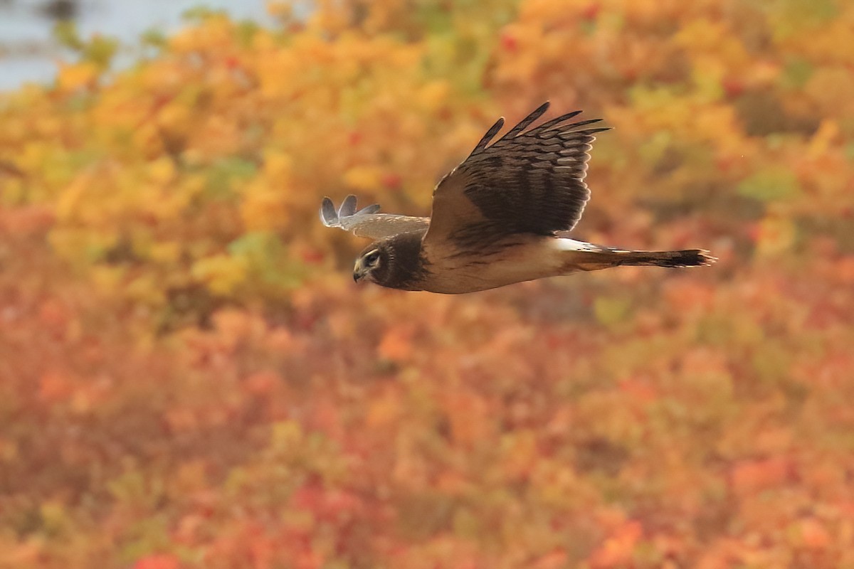 Northern Harrier - ML491858911