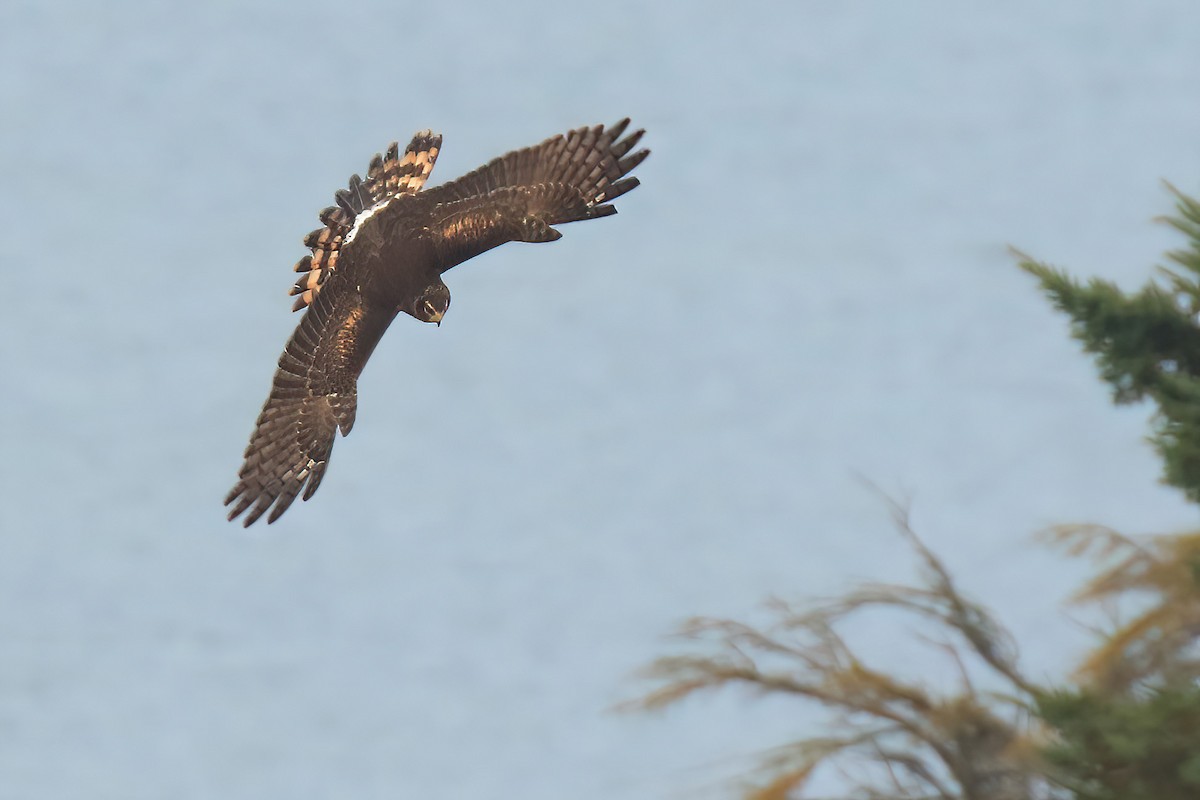 Northern Harrier - ML491858921