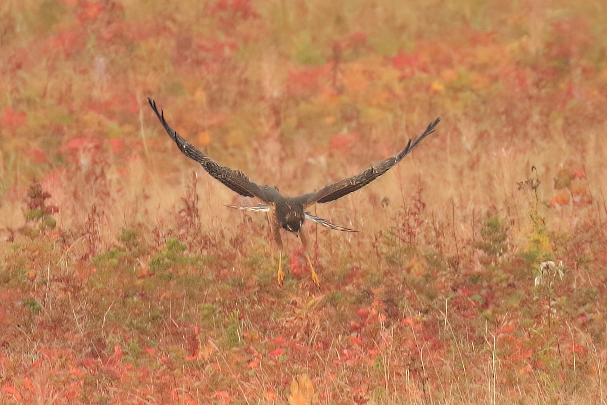 Northern Harrier - ML491858941