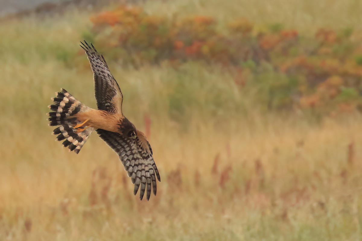 Northern Harrier - ML491858951