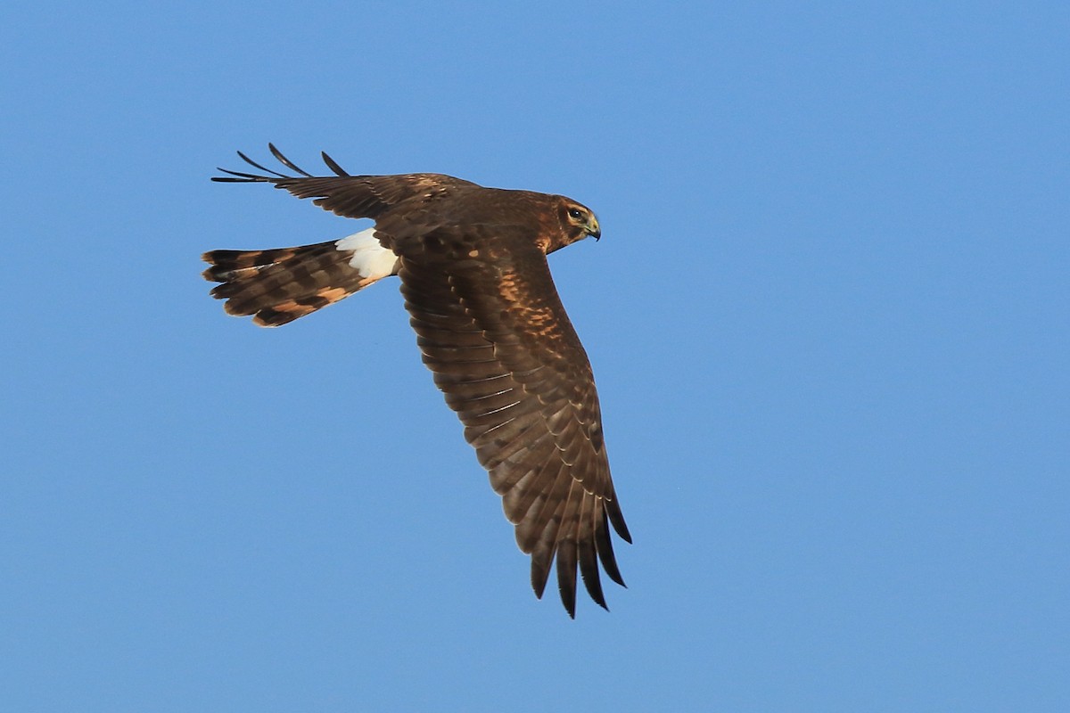 Northern Harrier - ML491858961