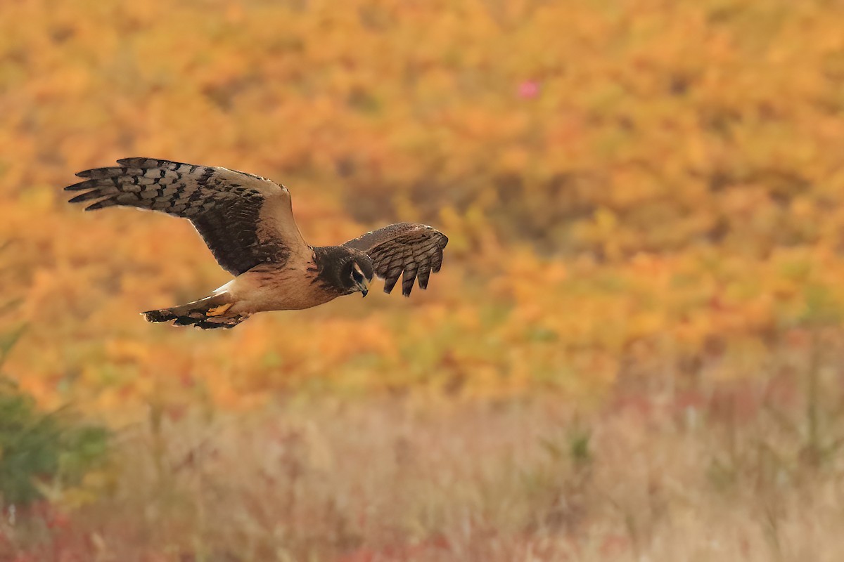 Northern Harrier - ML491858971
