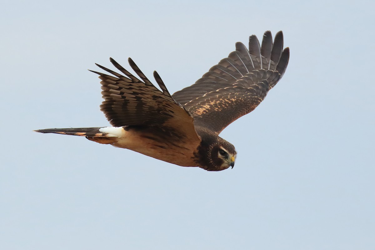 Northern Harrier - ML491858981