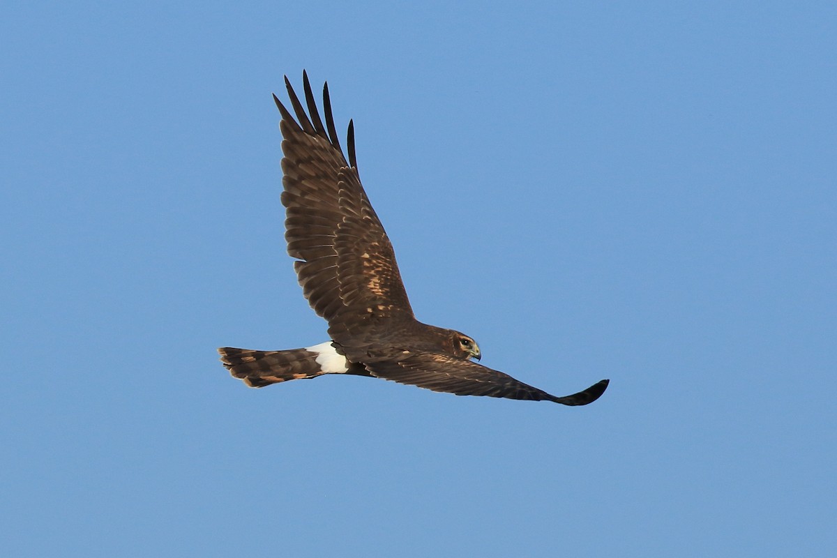 Northern Harrier - ML491858991