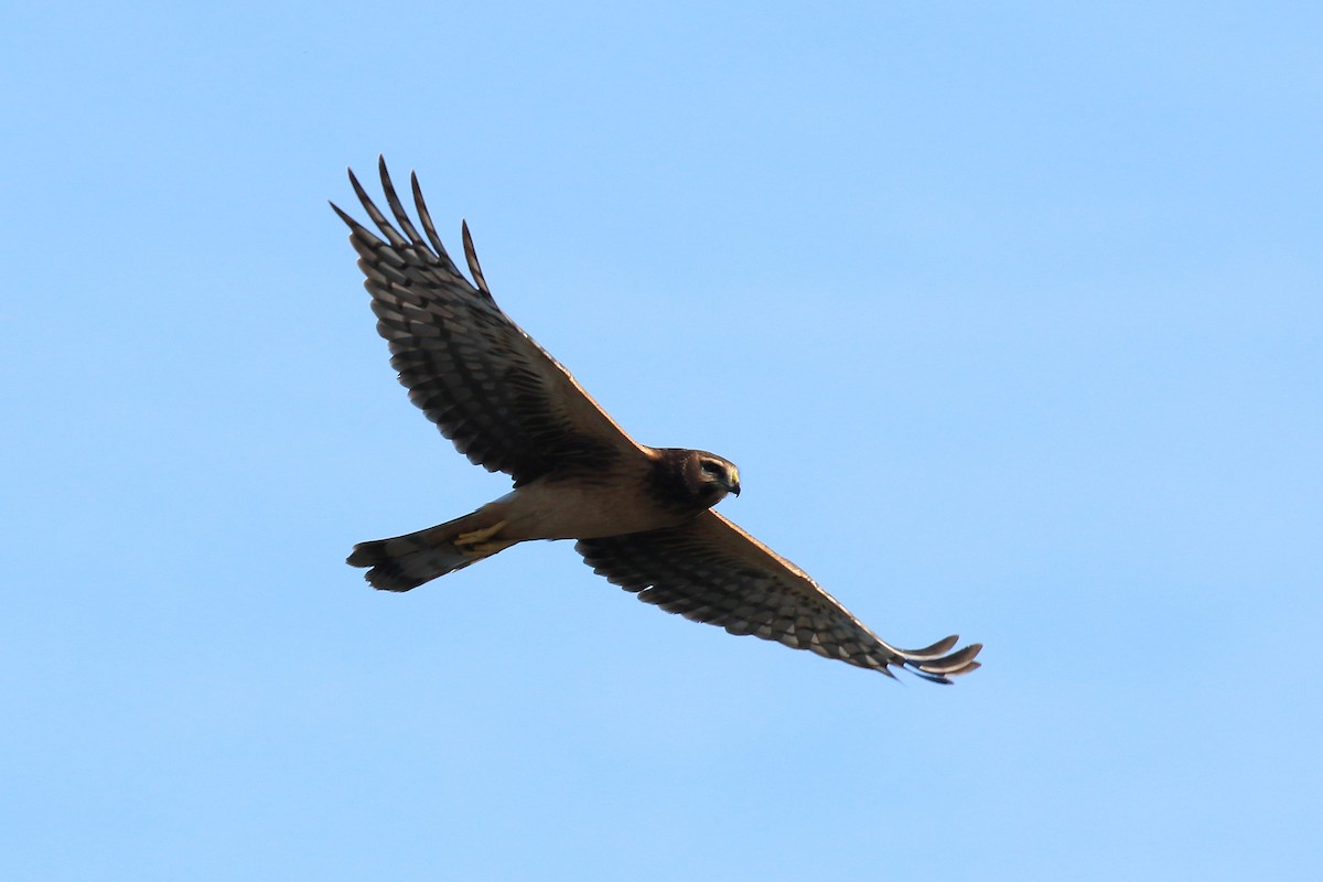 Northern Harrier - ML491859001