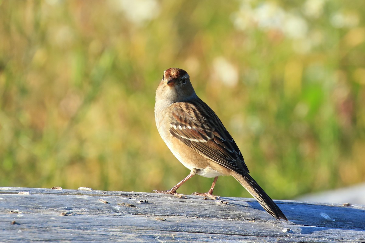 White-crowned Sparrow (Dark-lored) - ML491859261