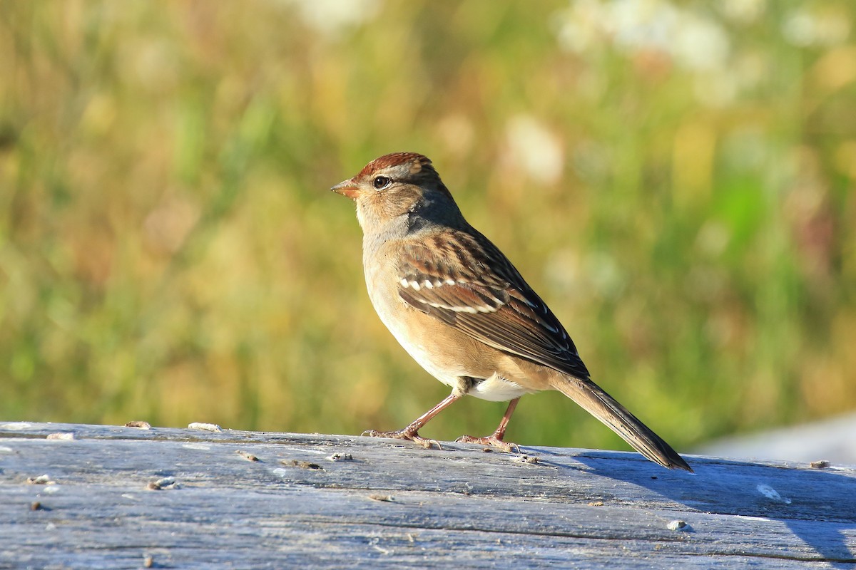 White-crowned Sparrow (Dark-lored) - ML491859271