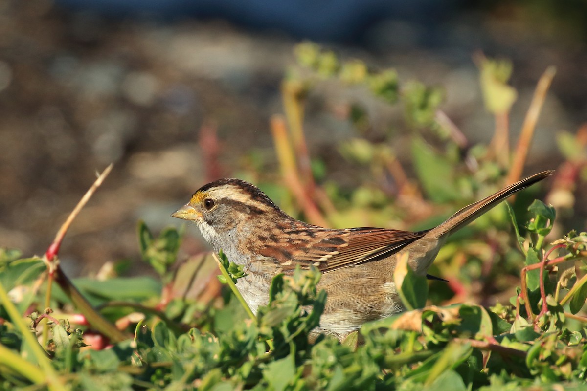 White-throated Sparrow - ML491859301