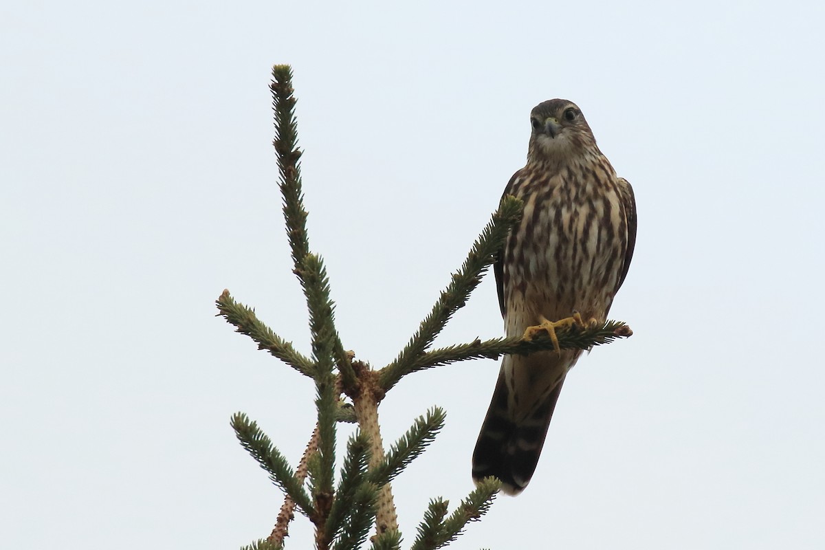 Merlin - ML491859501
