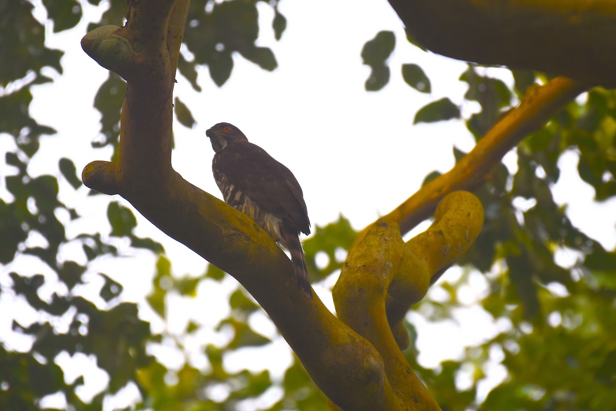 Crested Goshawk - Paresh Desai