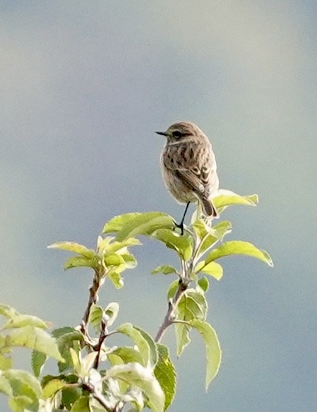 European Stonechat - Daniel Winzeler