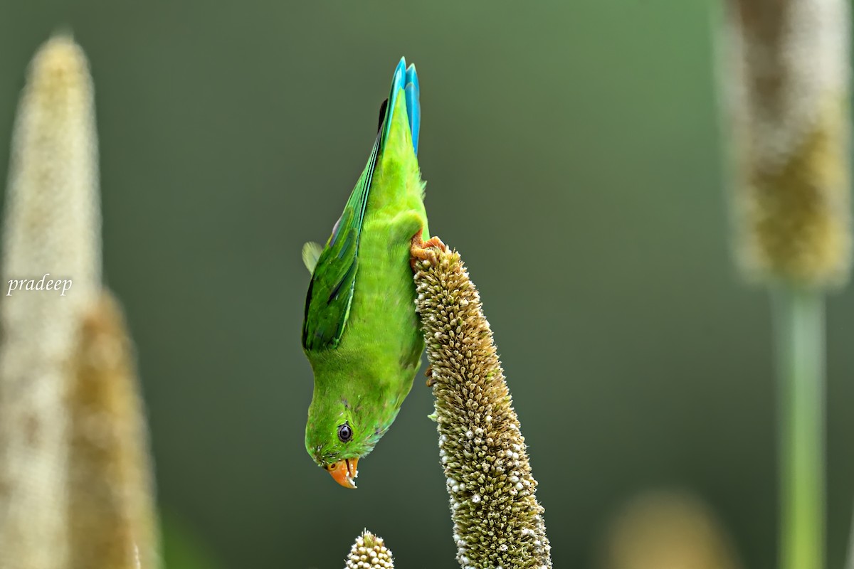 Vernal Hanging-Parrot - ML491861801