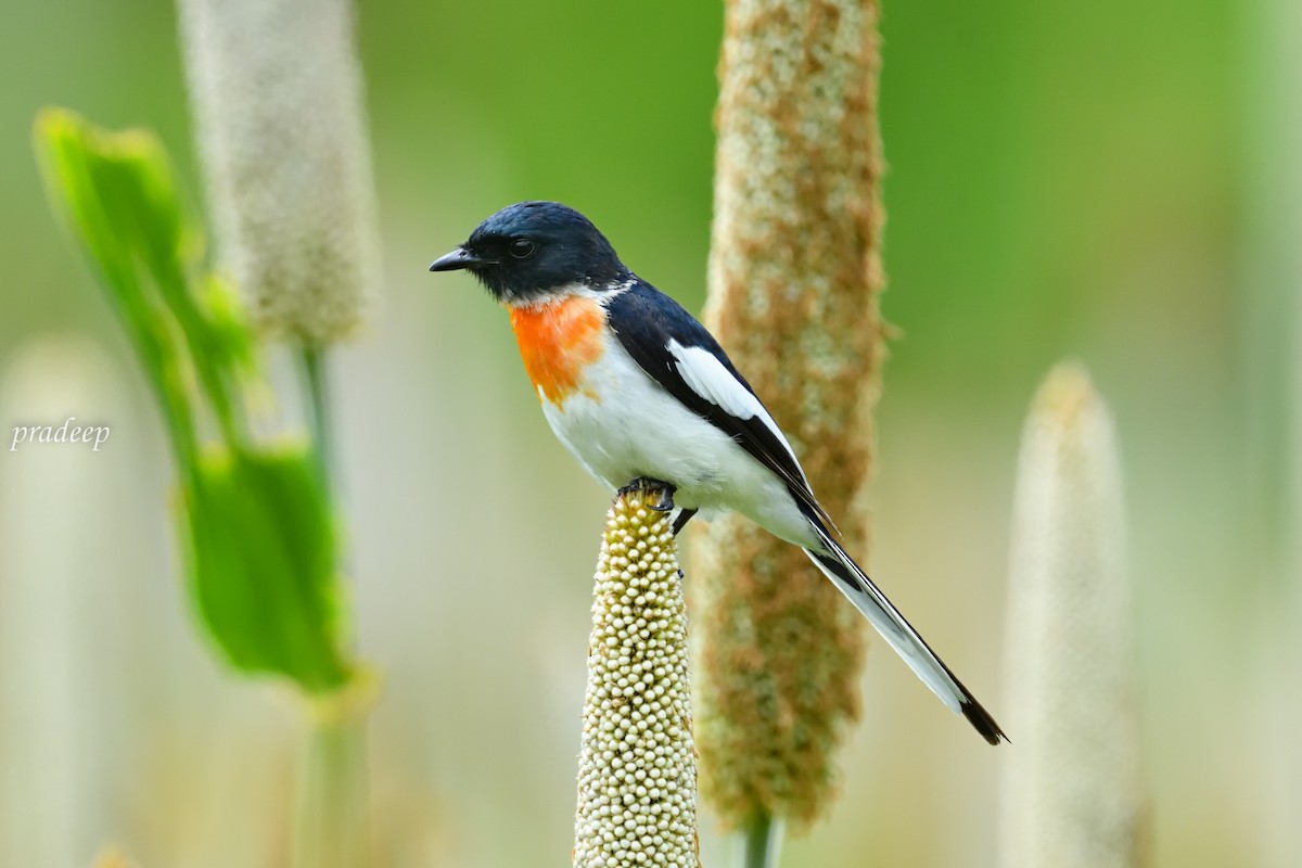 Minivet à ventre blanc - ML491861861