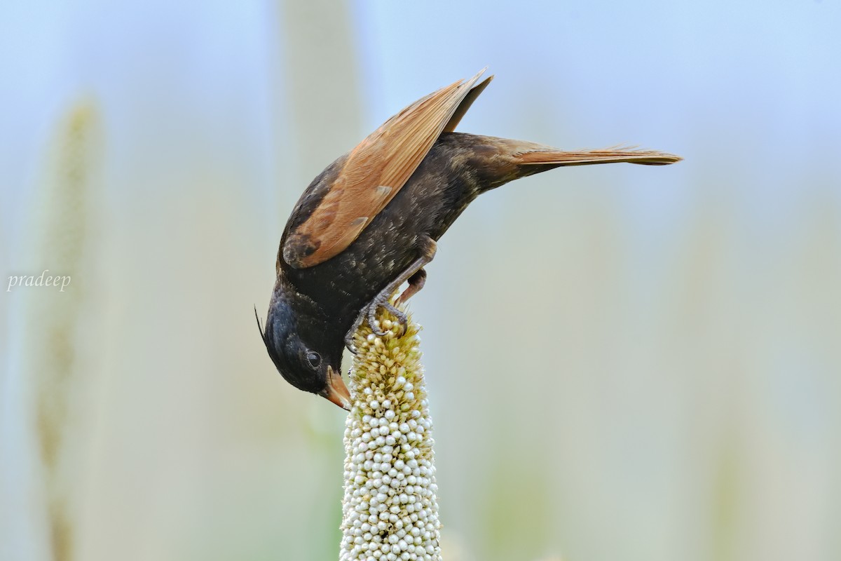 Crested Bunting - ML491861941