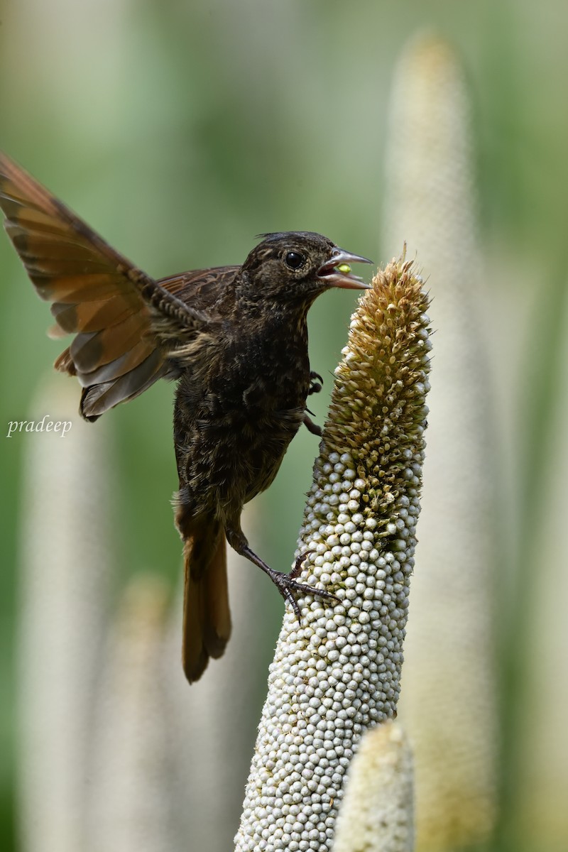 Crested Bunting - ML491861971