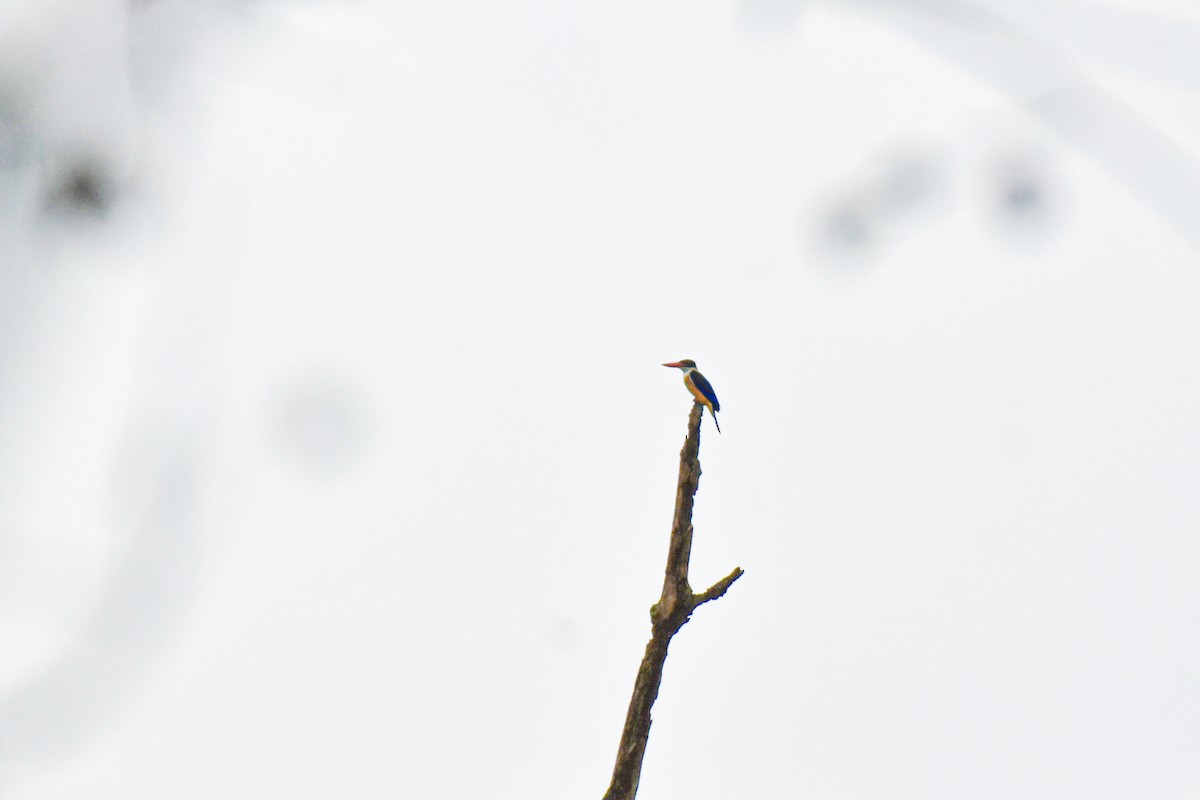 Black-capped Kingfisher - ML491861981