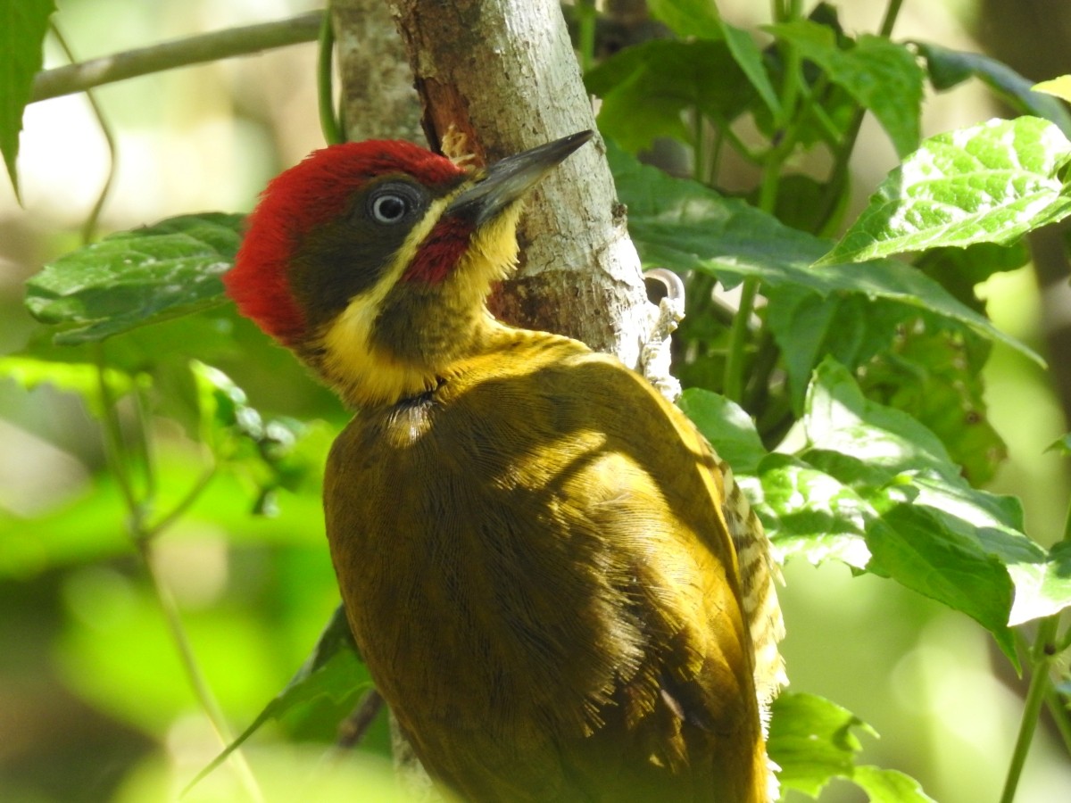 Golden-green Woodpecker - ML491862751