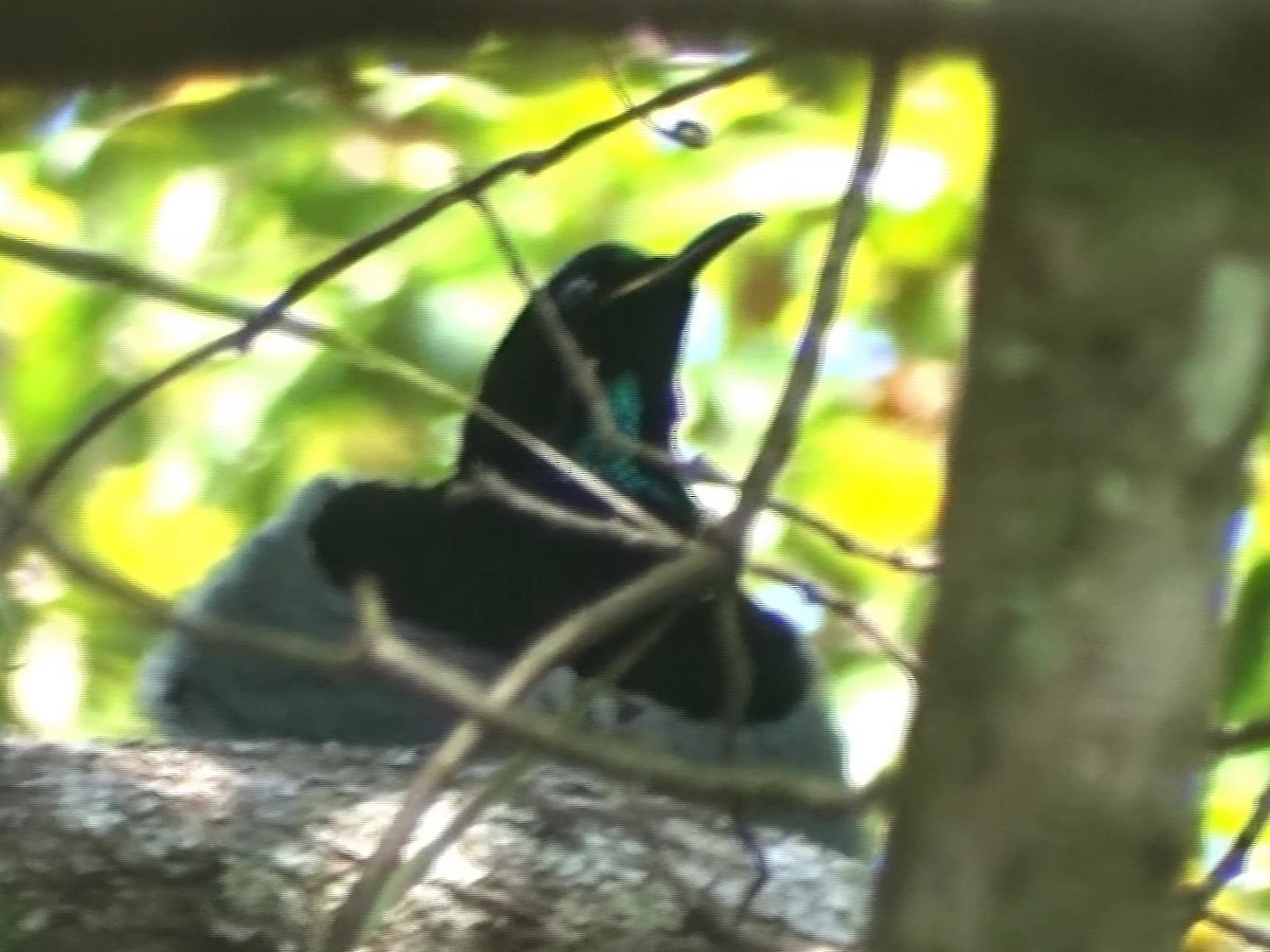 Victoria's Riflebird - ML491862901