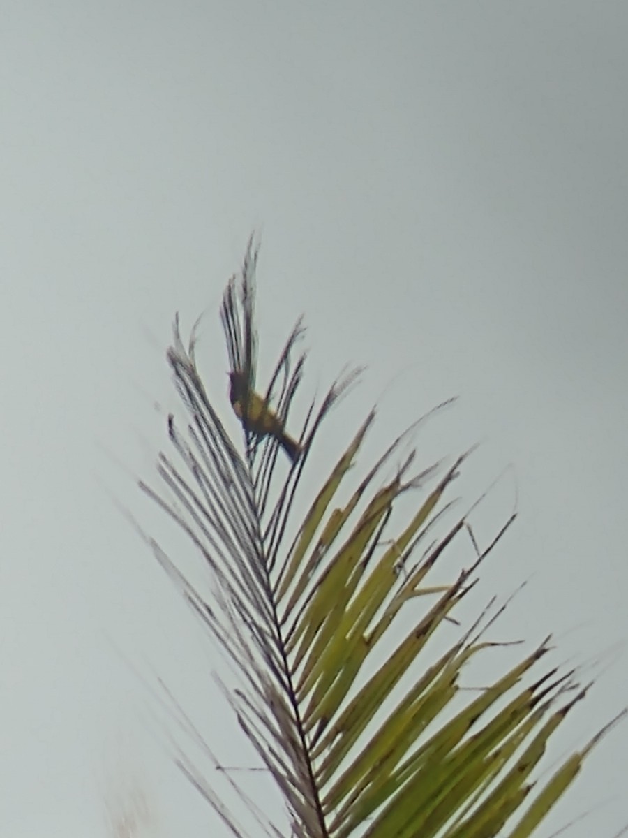 Yellow-rumped Marshbird - ML491863251