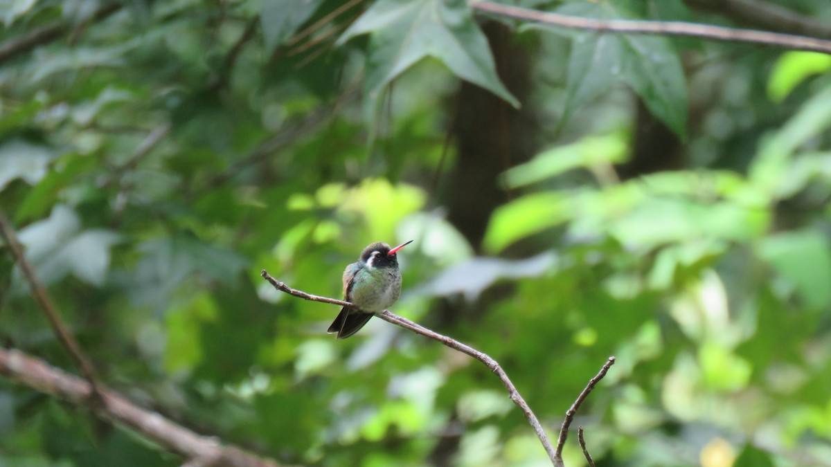 kolibřík bělouchý - ML491864071