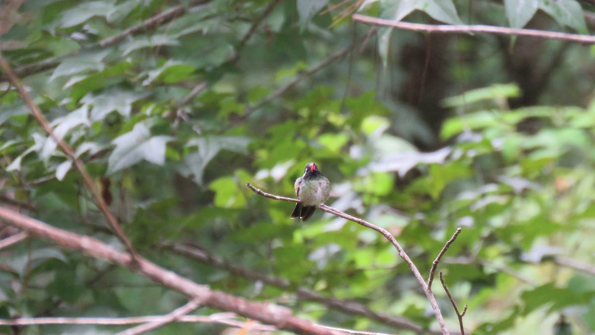 White-eared Hummingbird - ML491864141