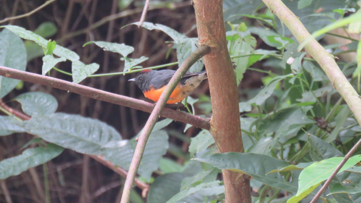 Slate-throated Redstart - ML491864451