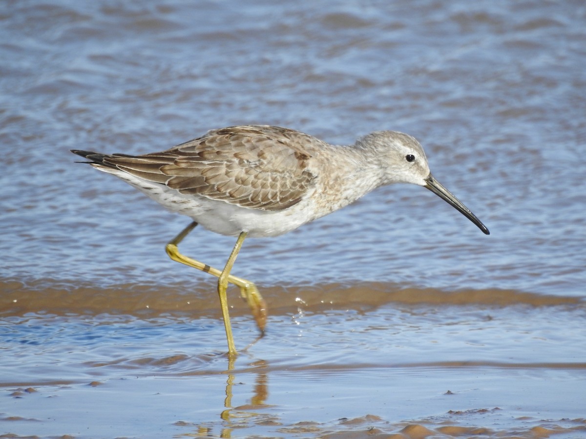 Stilt Sandpiper - ML491864581