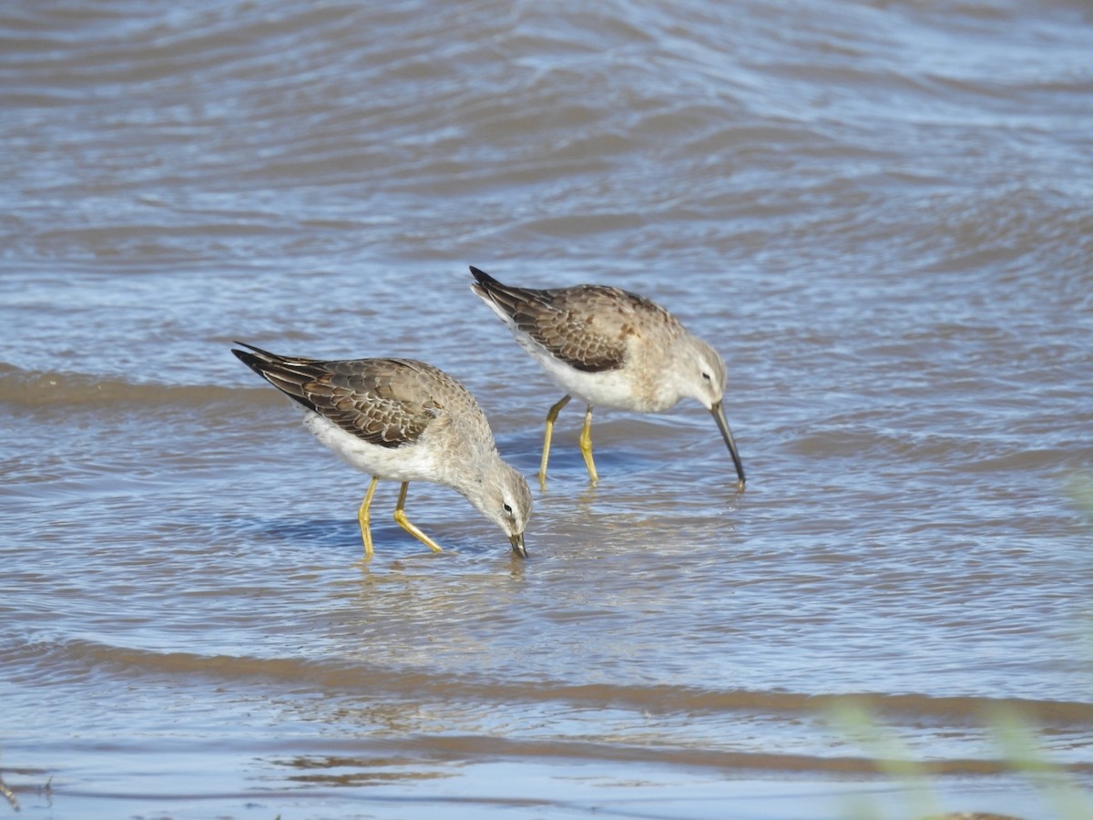 Stilt Sandpiper - ML491864591