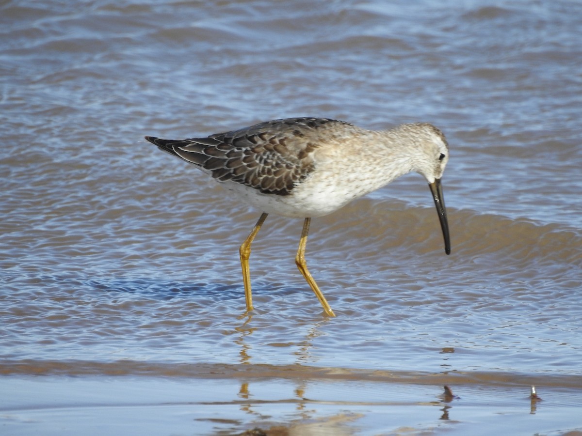 Stilt Sandpiper - ML491864641