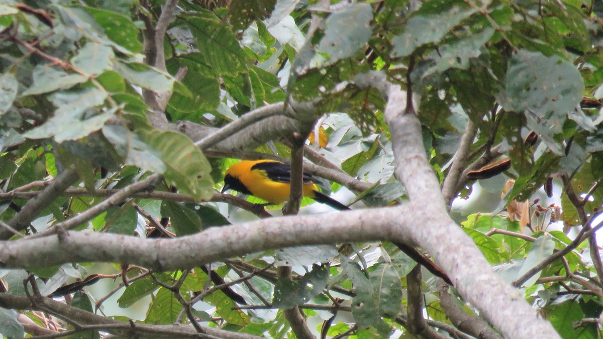 Yellow-backed Oriole - ML491864991