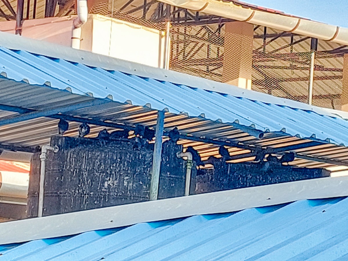 Rock Pigeon (Feral Pigeon) - ML491865141