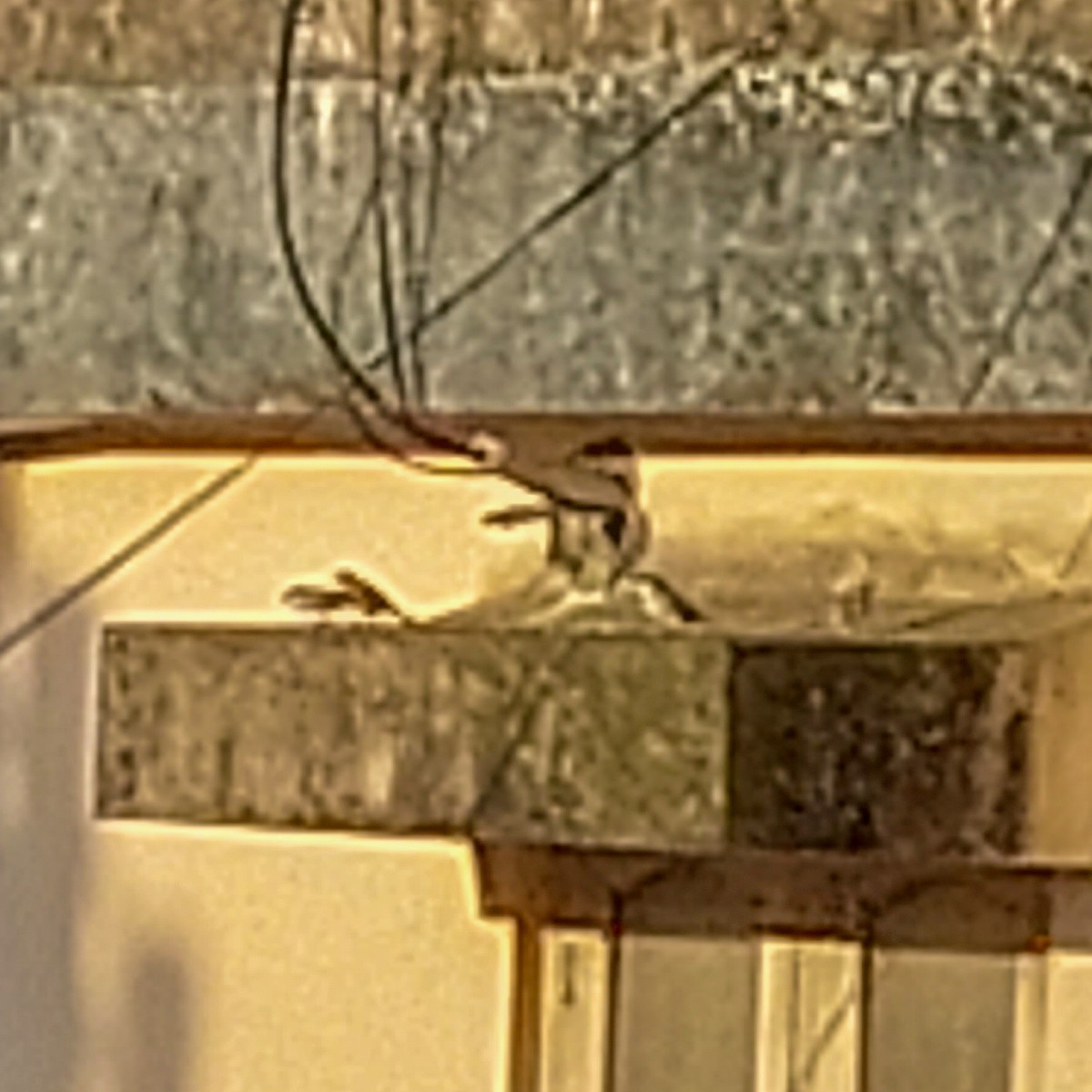 イエスズメ - ML491865171