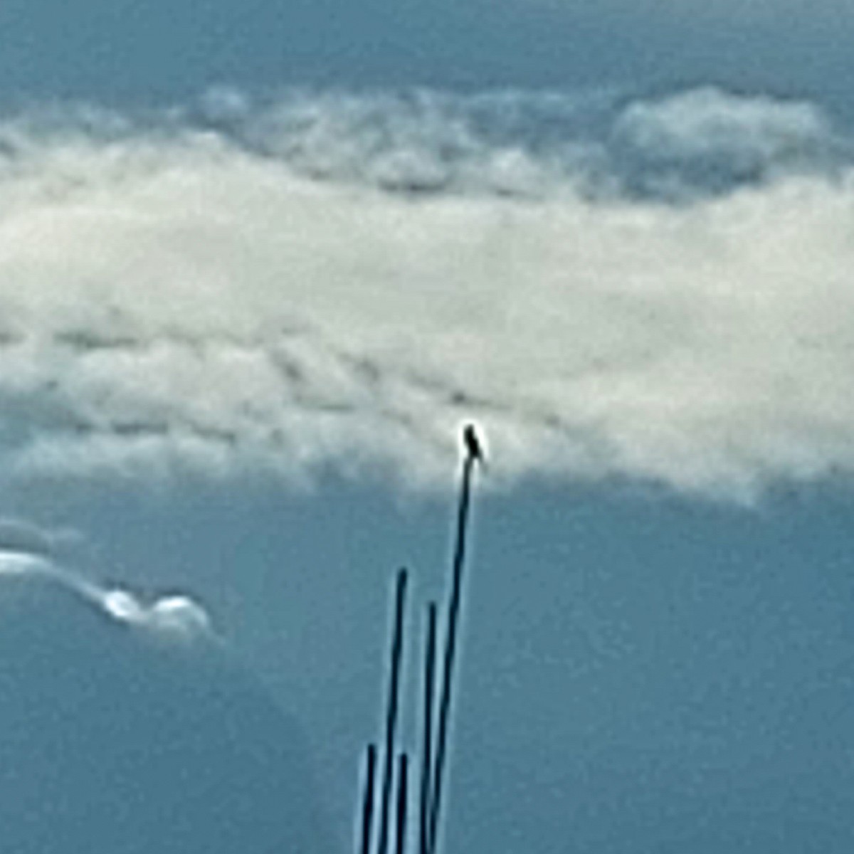 Brown Shrike - Biplab Bachhar