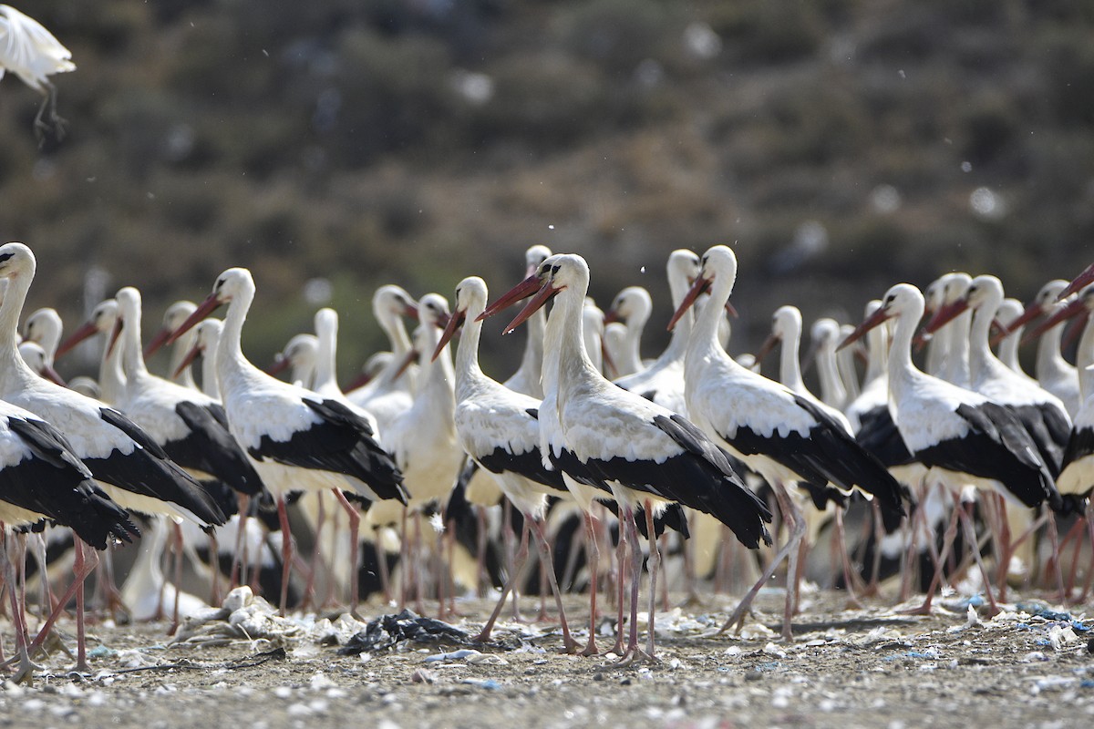 Cigogne blanche - ML491865691