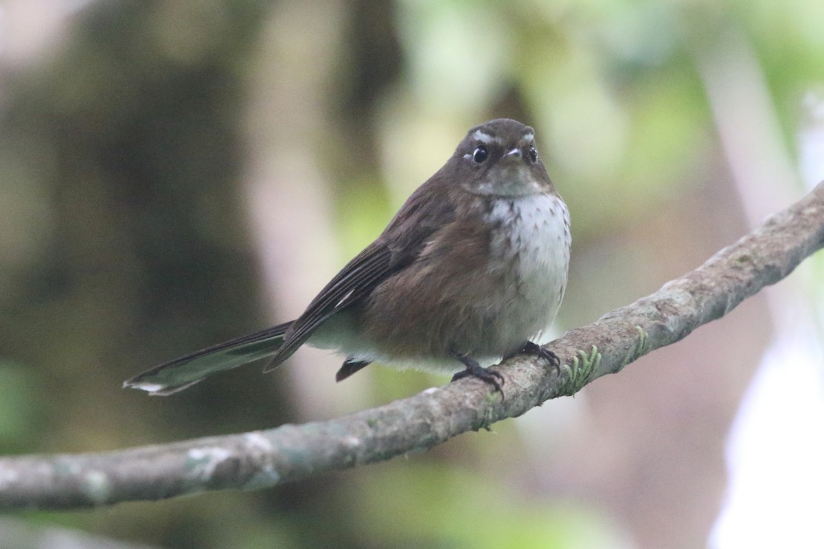 Fiji Streaked Fantail (Taveuni) - ML491866081