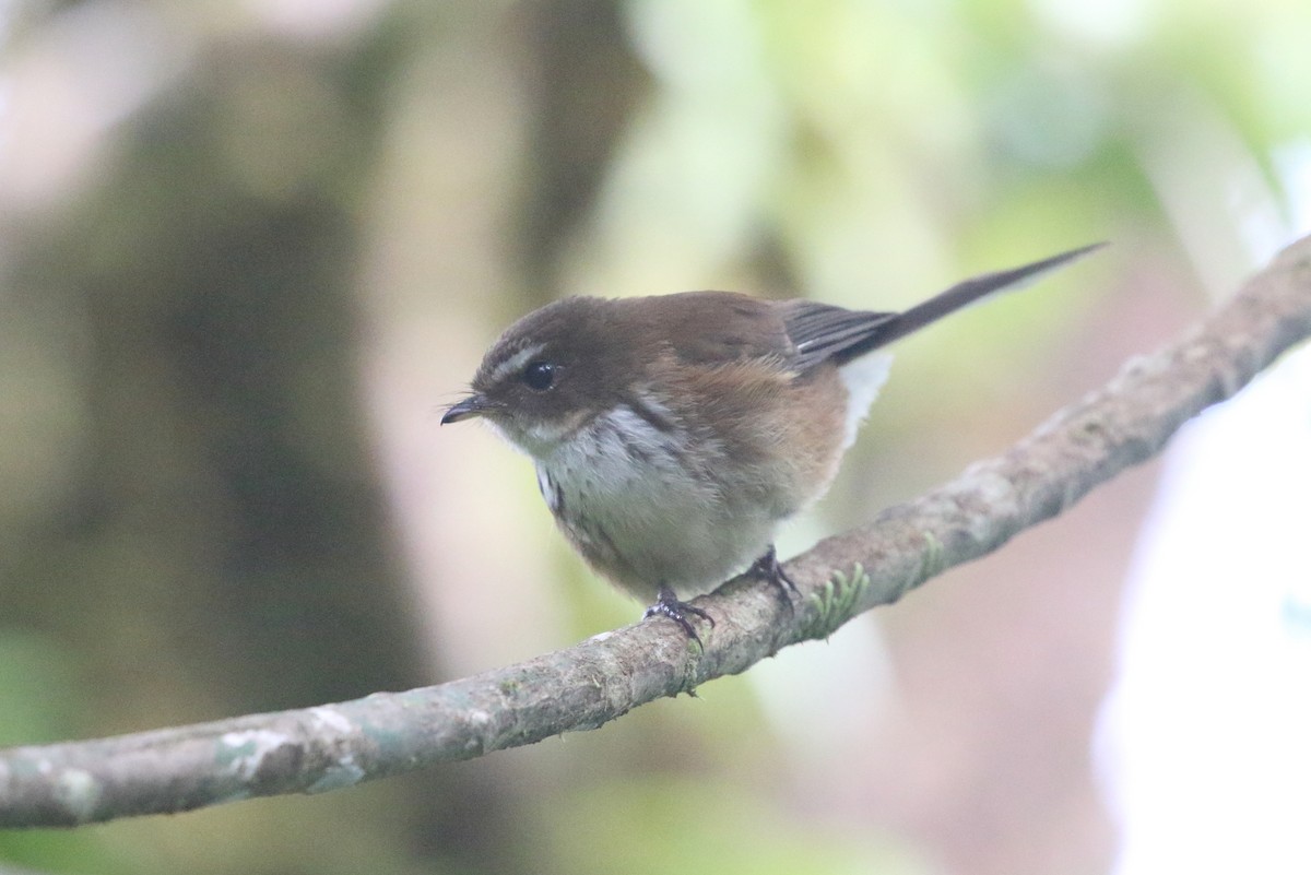 Fiji Streaked Fantail (Taveuni) - ML491866101