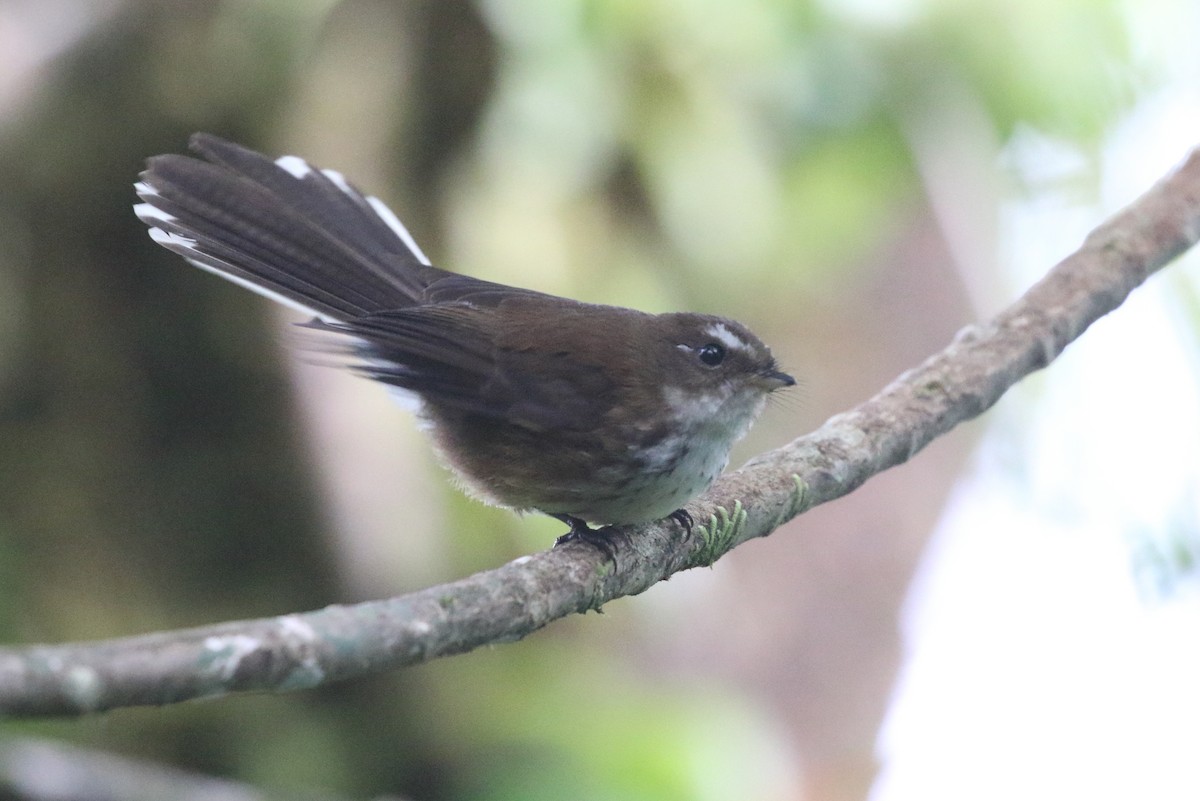 Fiji Streaked Fantail (Taveuni) - ML491866111