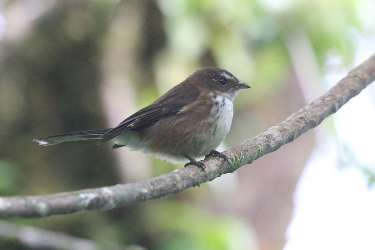 Fiji Streaked Fantail (Taveuni) - ML491866121