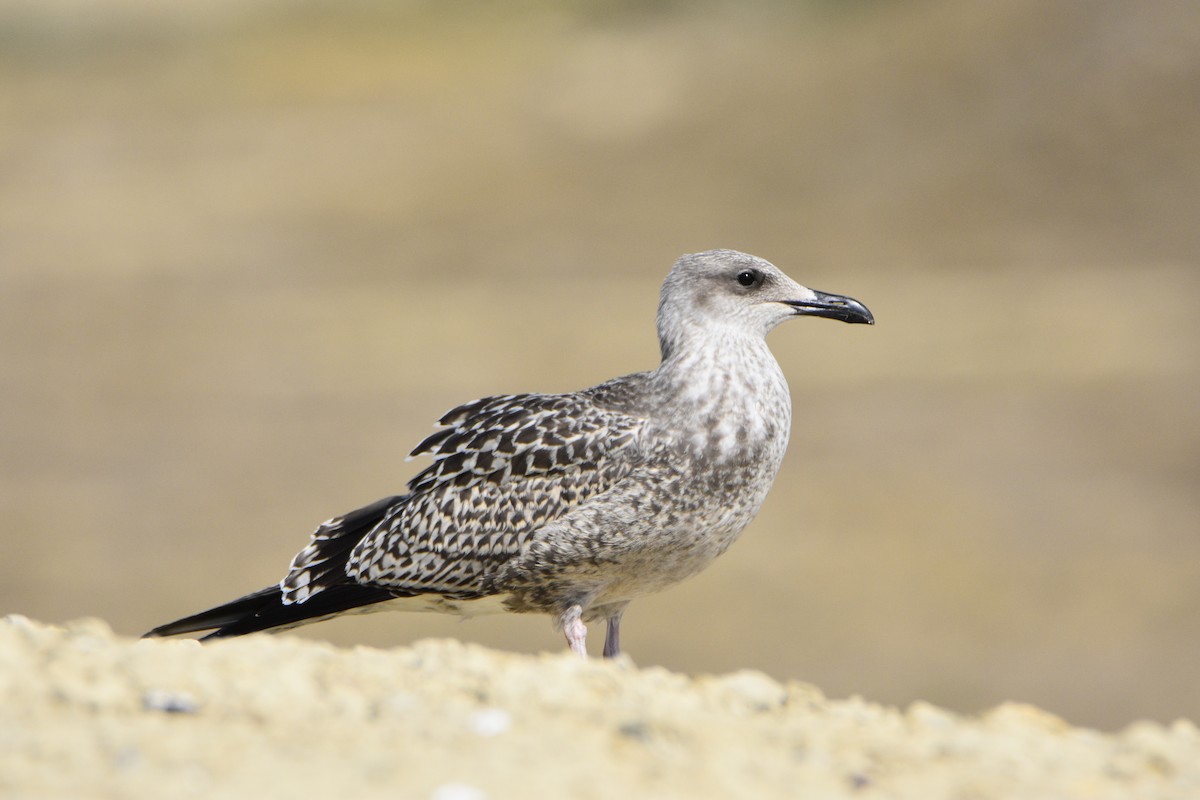 Lesser Black-backed Gull - Aitor Mora Solano