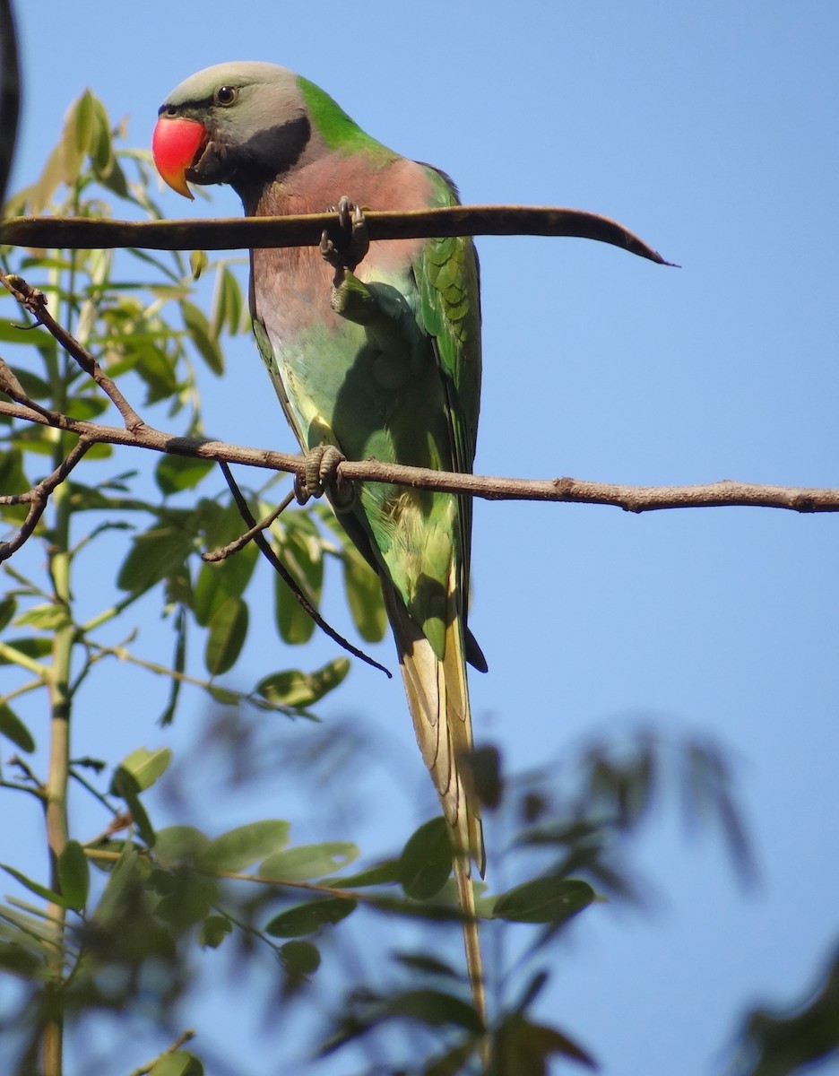 Red-breasted Parakeet - Dipankar Dev