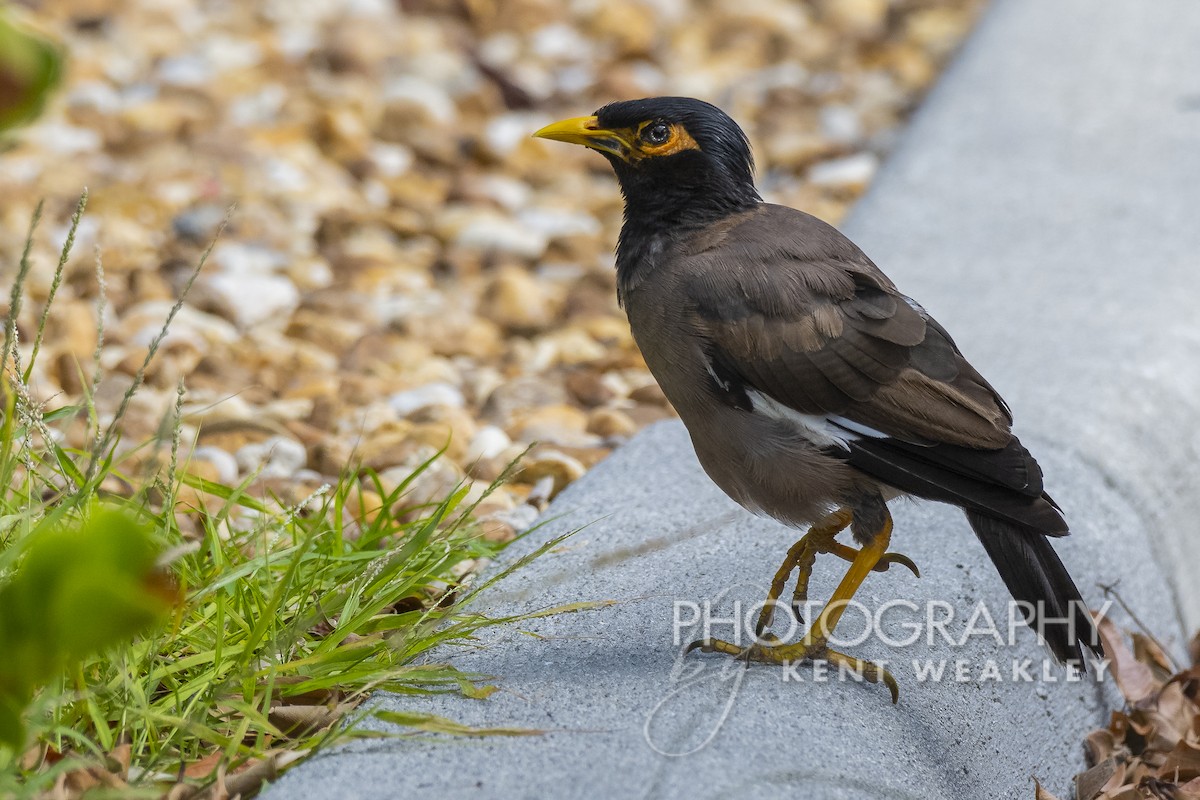 Common Myna - Kent Weakley