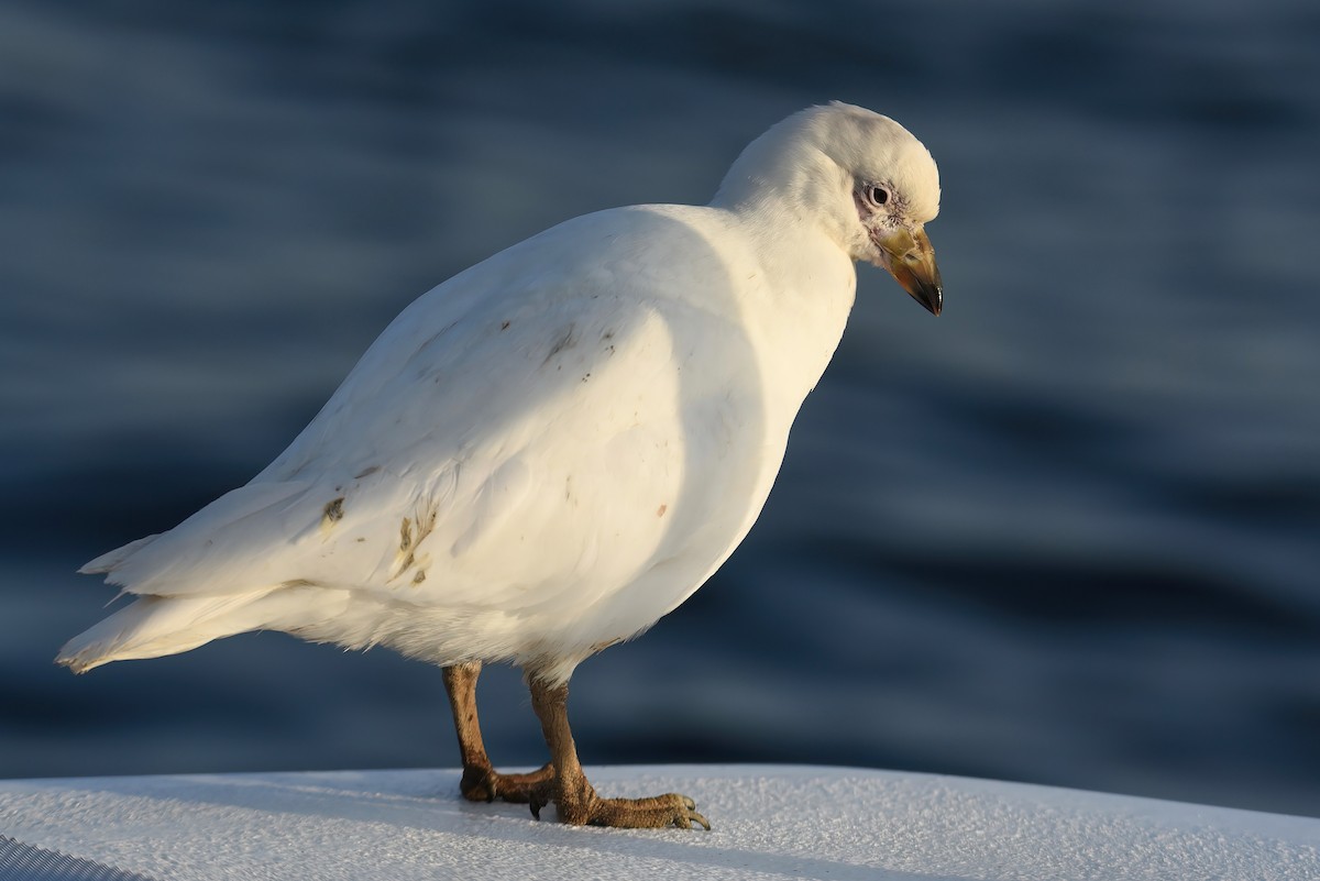 Snowy Sheathbill - Regard Van Dyk