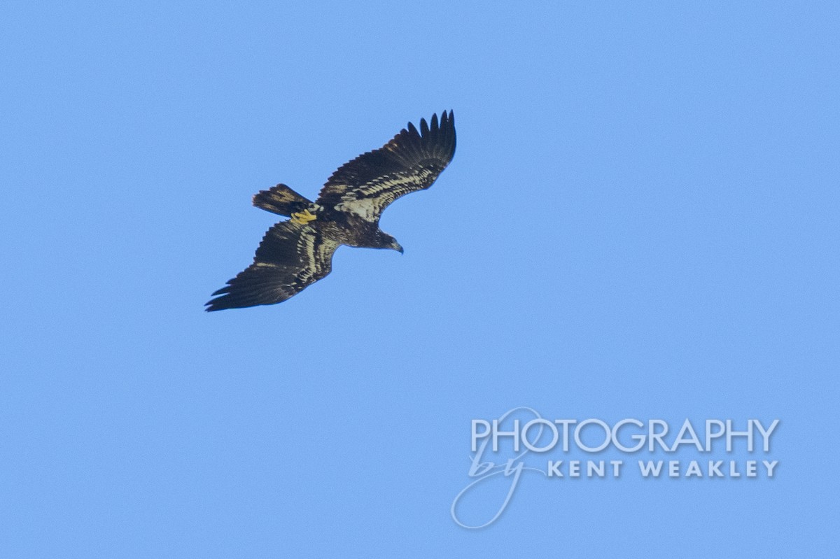 Bald Eagle - ML491868411